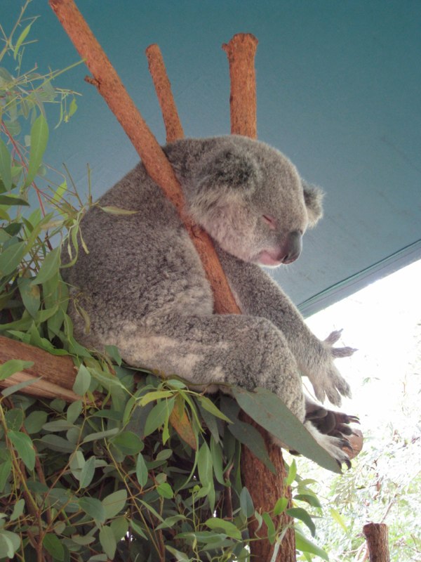 Sleeping koala