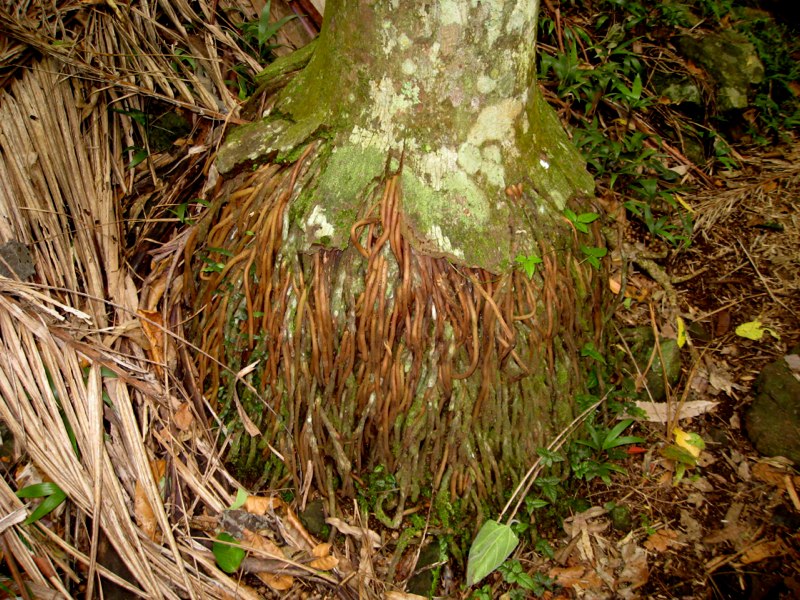 AUS-GoldCoast photo 29