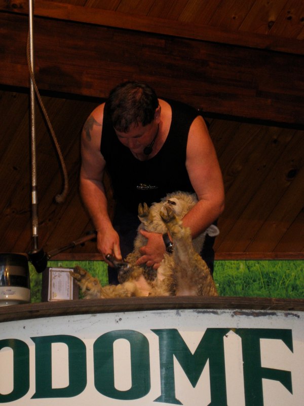 45 seconds to shave a lamb