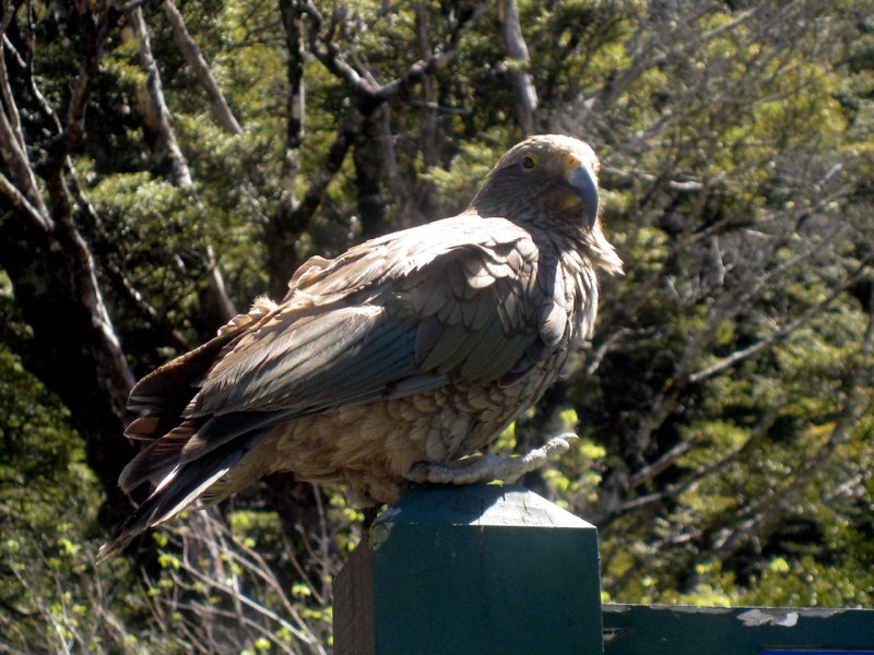 a Kea bird