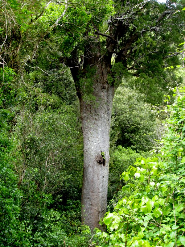 “Noble Lady” the oldest tree in NZ