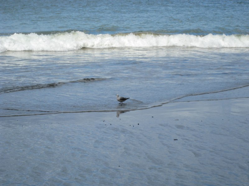 NZ Coromandel photo 40
