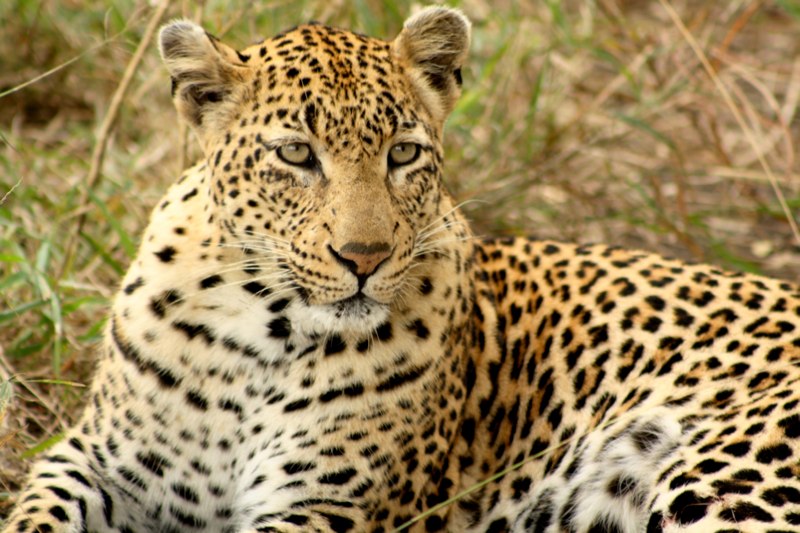 Kruger Park photo 34