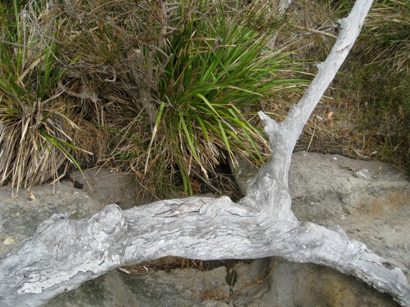 AUS-Jervis Bay photo 16