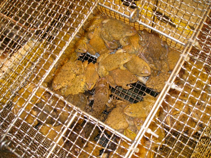 Frogs
