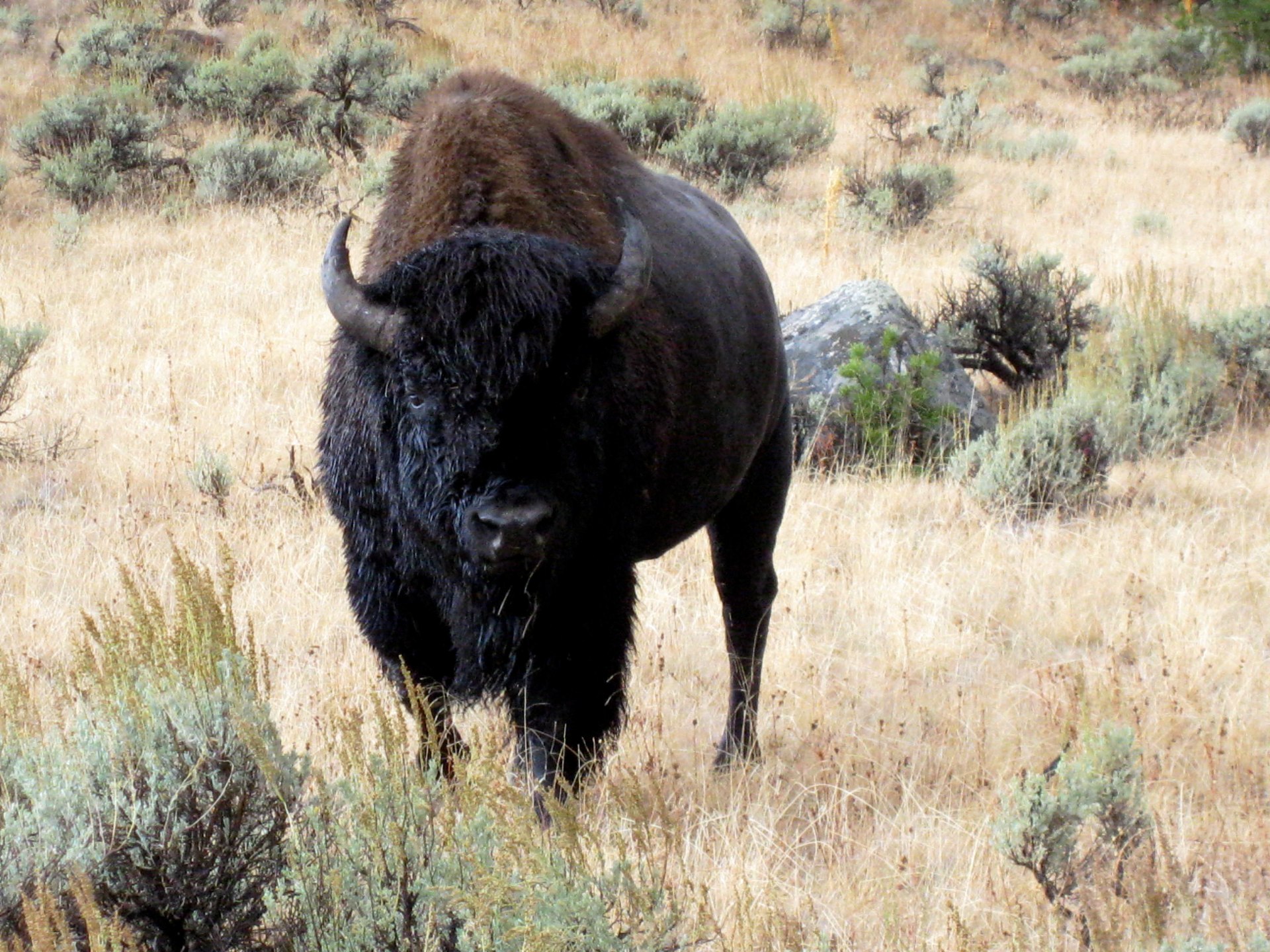 Bison (Buffalo)
