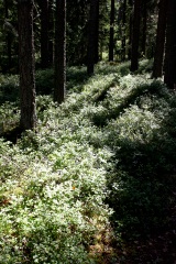 Photo from Midsummer in Sunnanhed