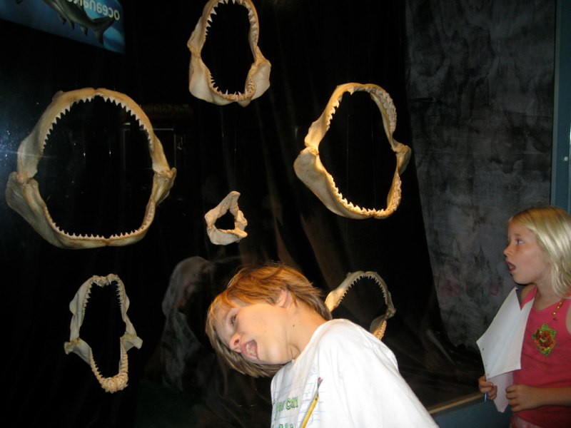 Shark teethes