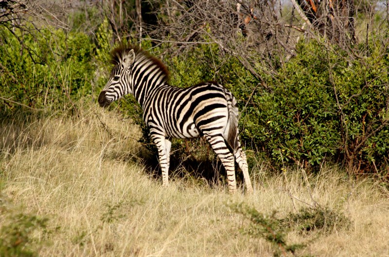 Eastern Cape photo 74