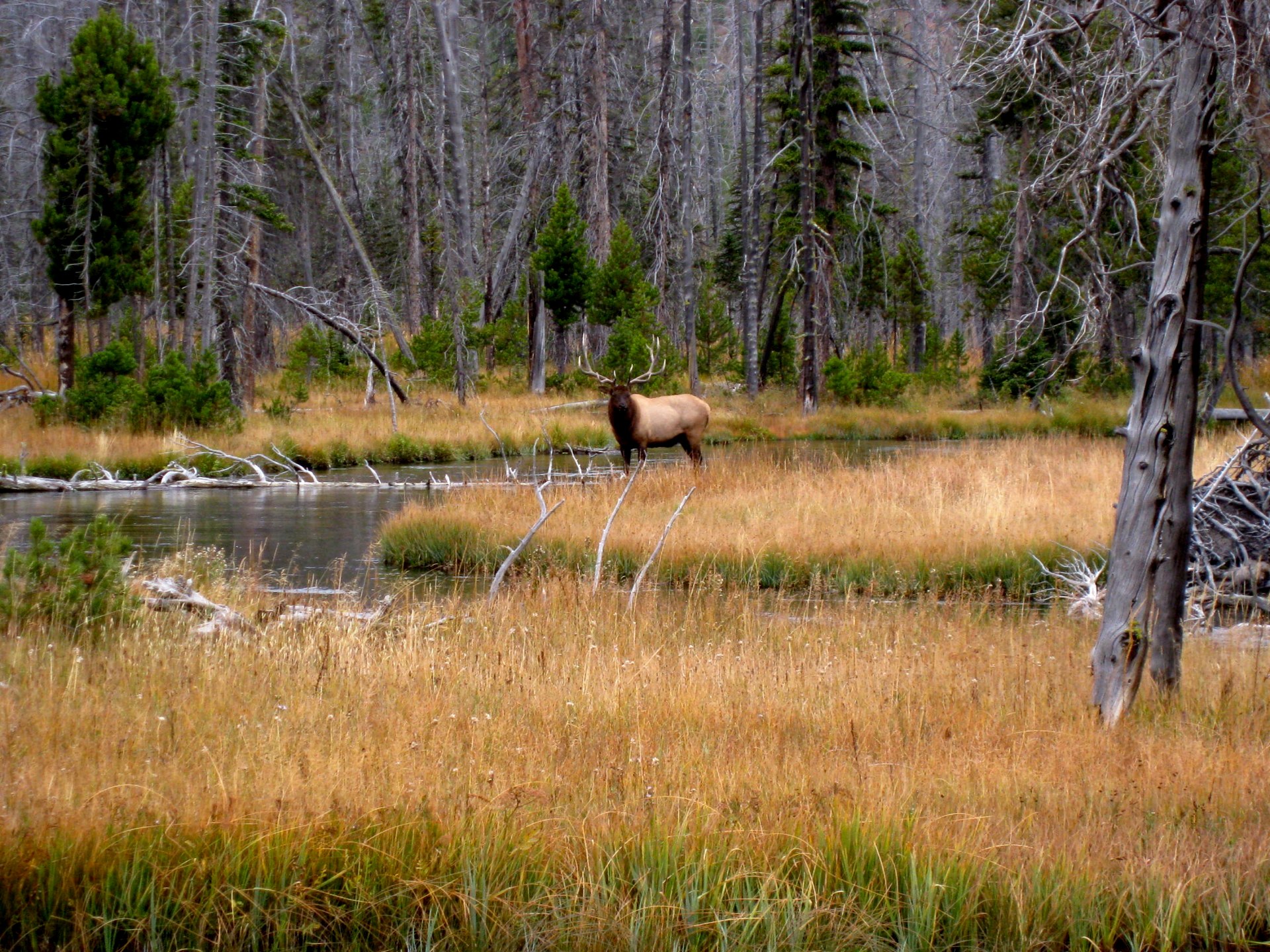 Montana photo 71