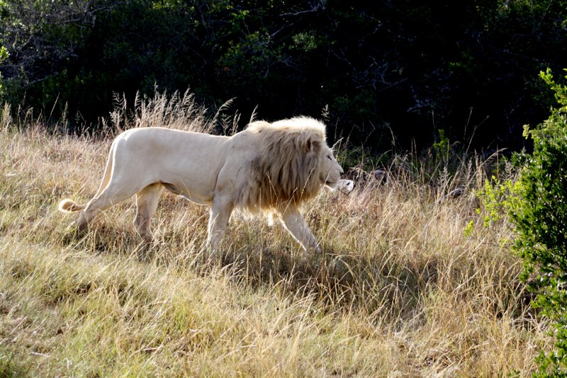 Eastern Cape photo 63
