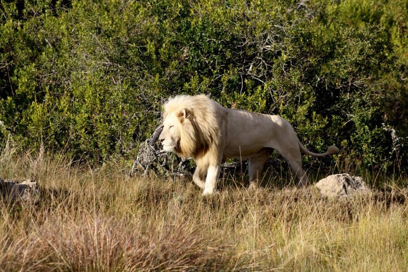 The white lion