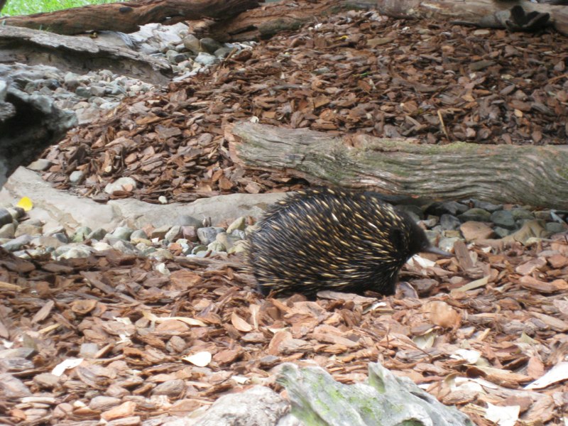 AUS-Sunshine Coast photo 14