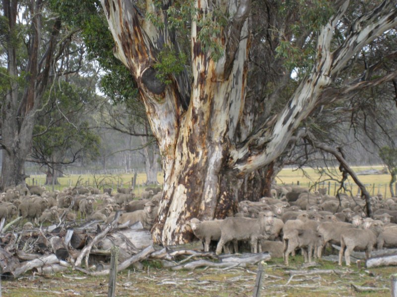 The lambs in Australia are very GREY