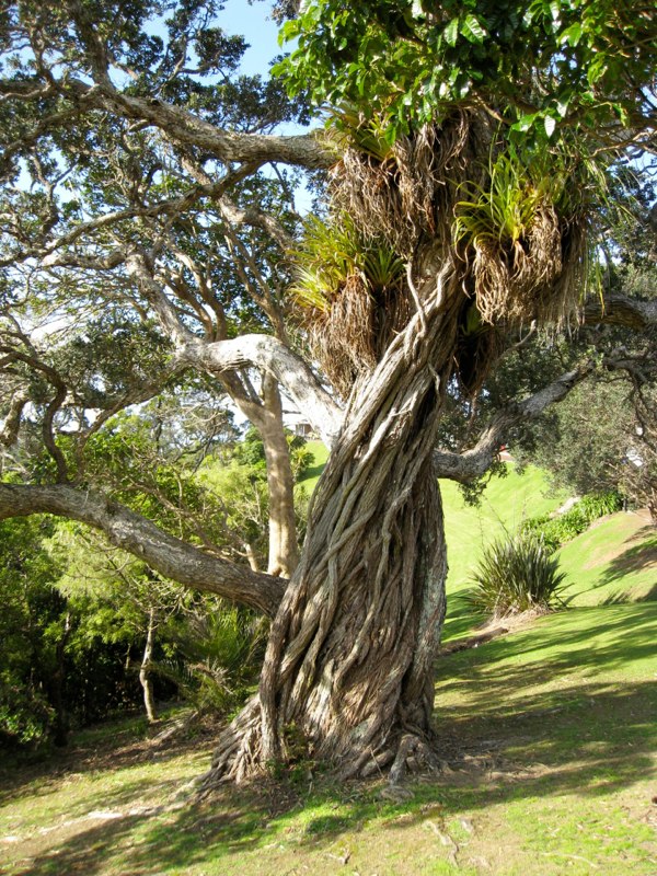 Beautiful tree