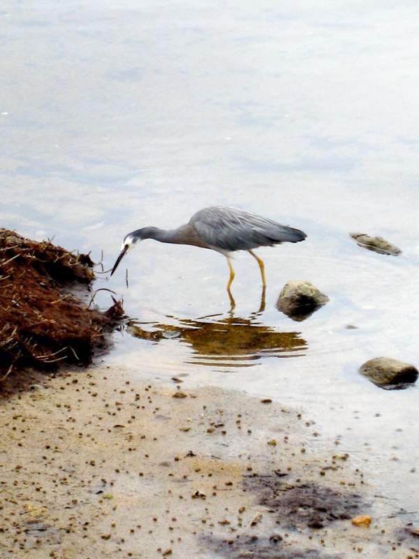 NZ Kaikoura photo 3