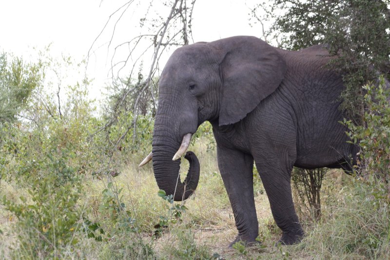 African Elephants are huge