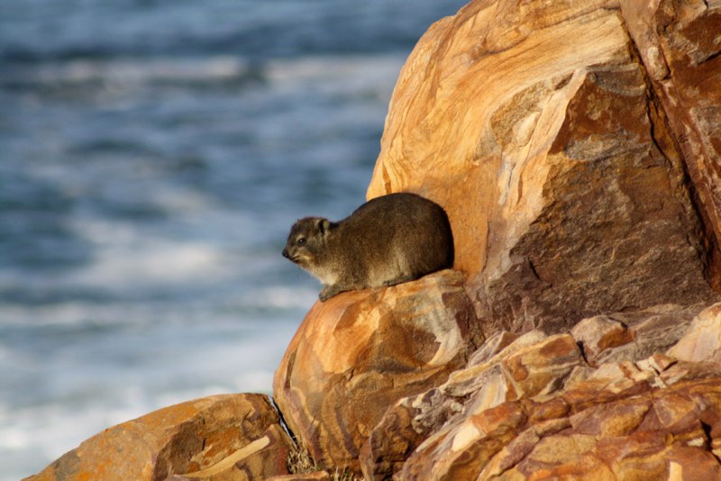Garden Route 2 photo 10