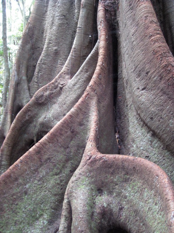 and the roots