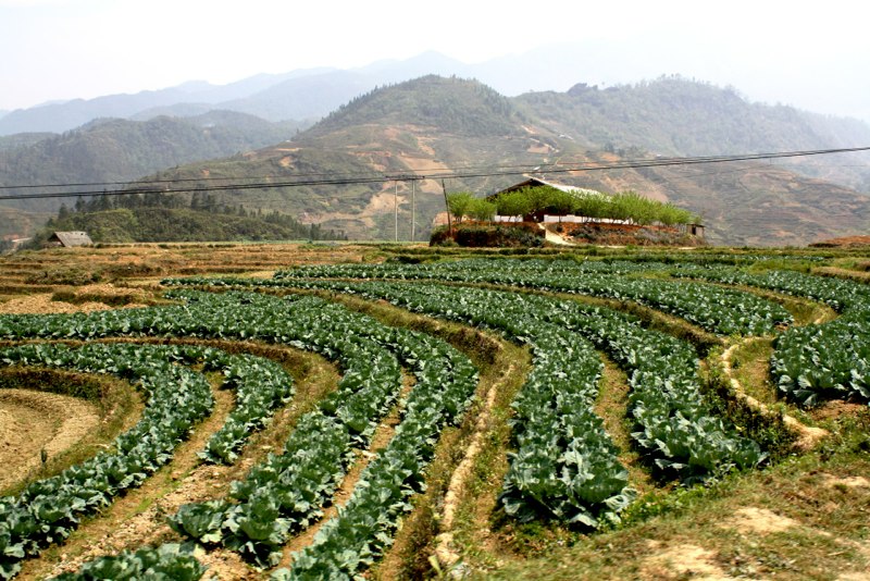 Sapa photo 14