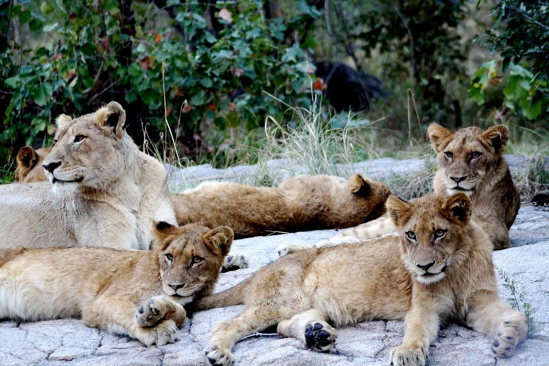 Kruger Park photo 53