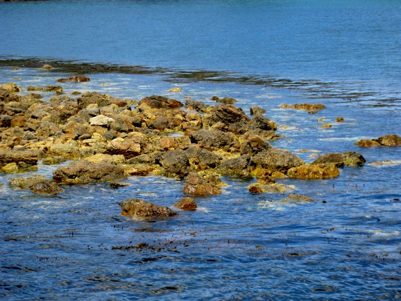 AUS-Tasmania photo 73