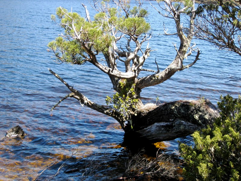 AUS-Tasmania photo 46