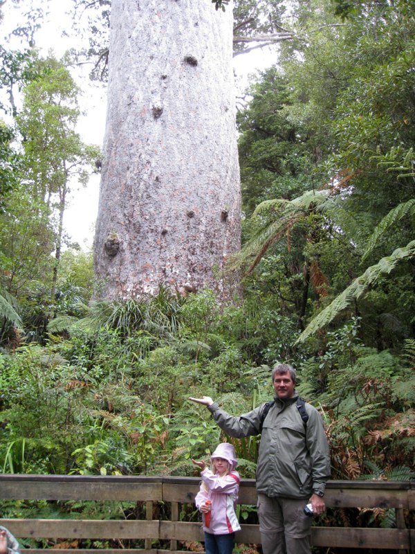 The Kauri tree, biggest in New Zealnd