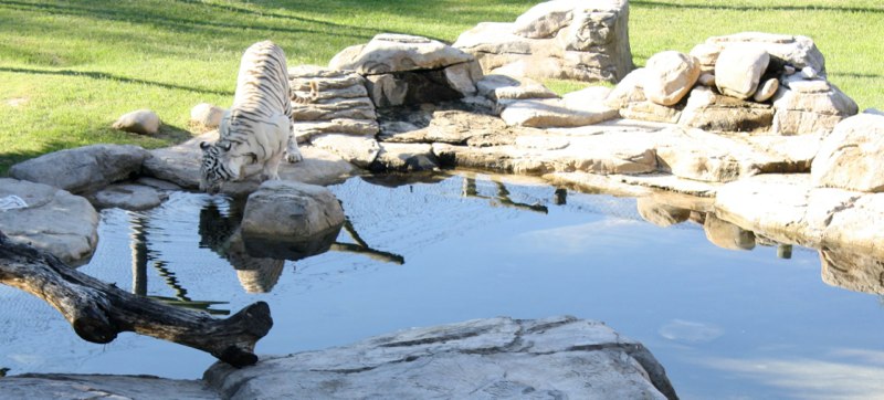 A white tiger
