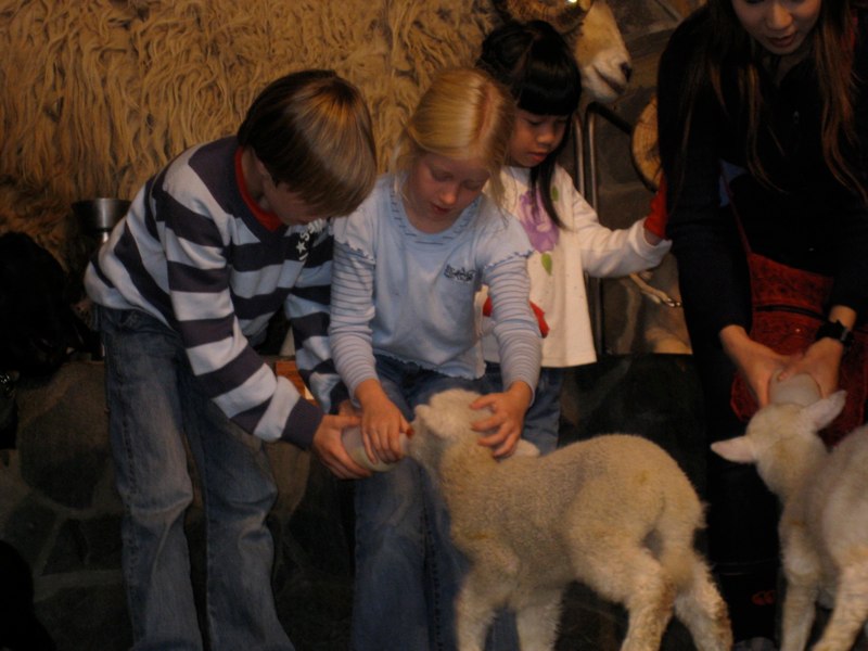 They got to feed the lamb!!