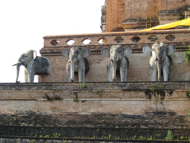with elephants