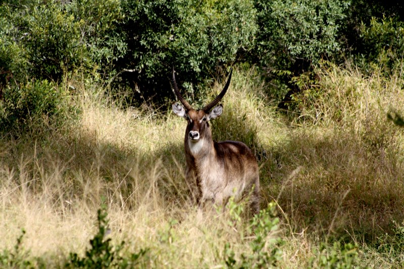 Male waterbuck