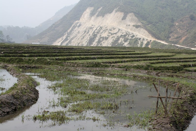 Rice paddy