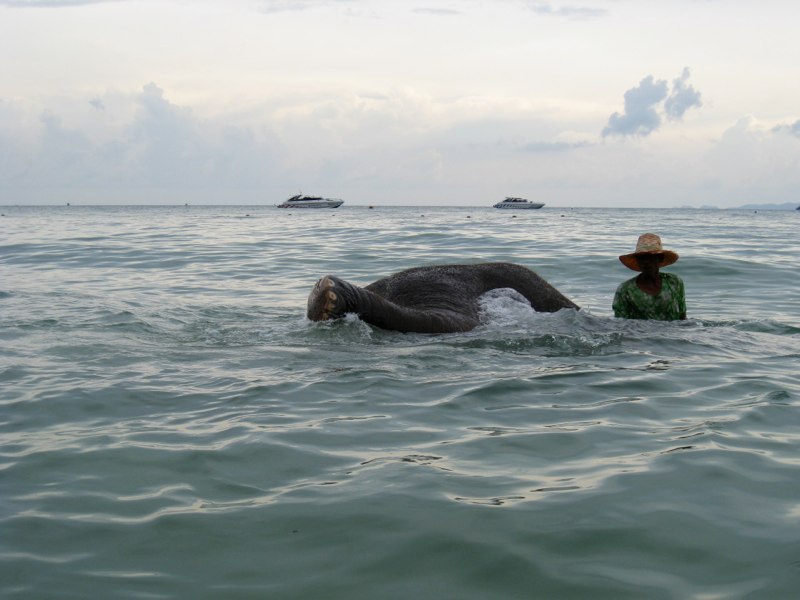 Last dive for the baby elephant