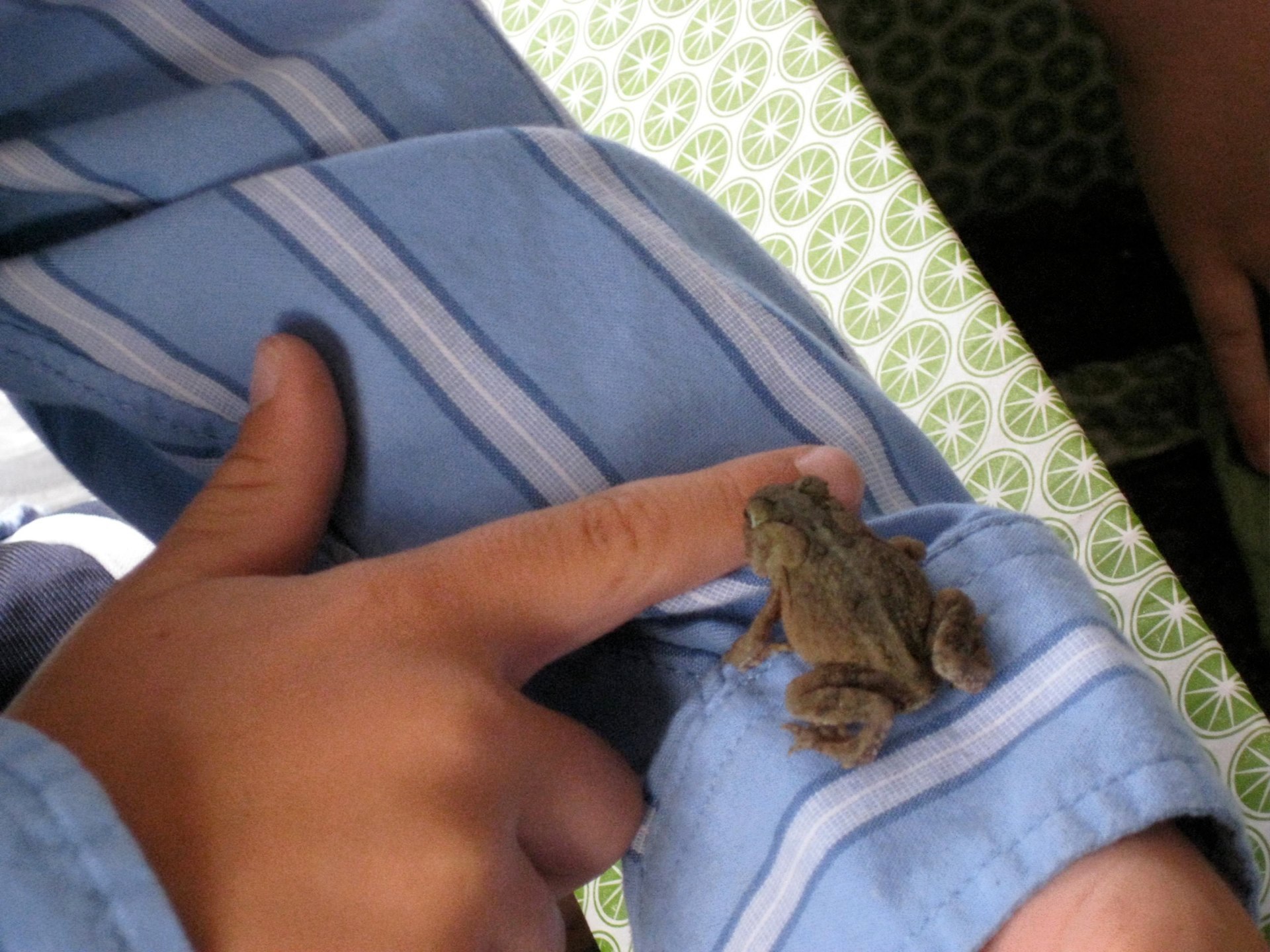 A frog..