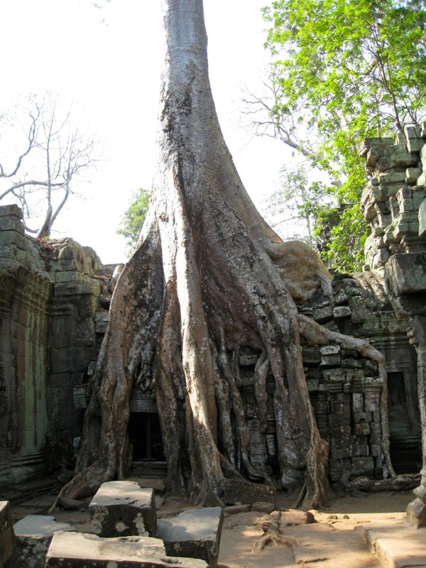 Really powerful trees