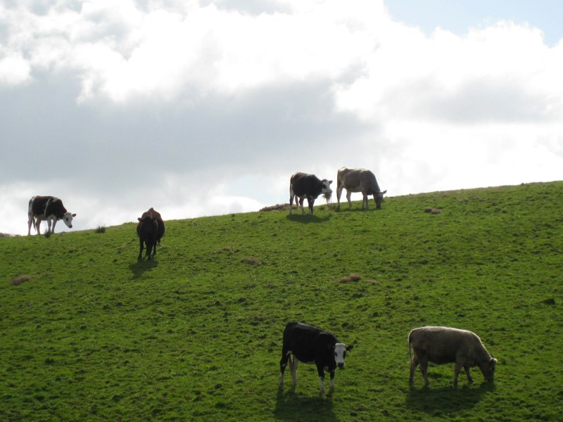 and cows everywhere