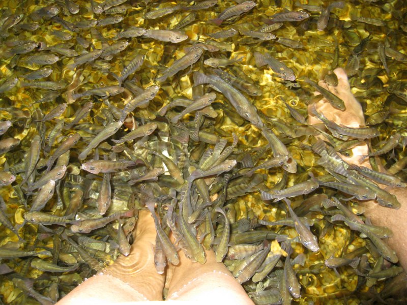 Fish massage..