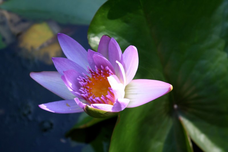 Vietnam photo 89