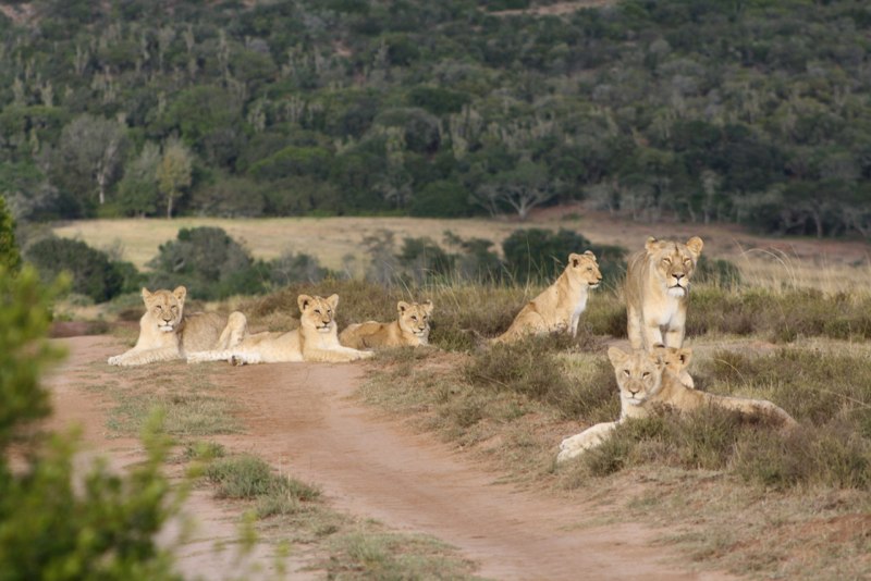 Eastern Cape photo 86