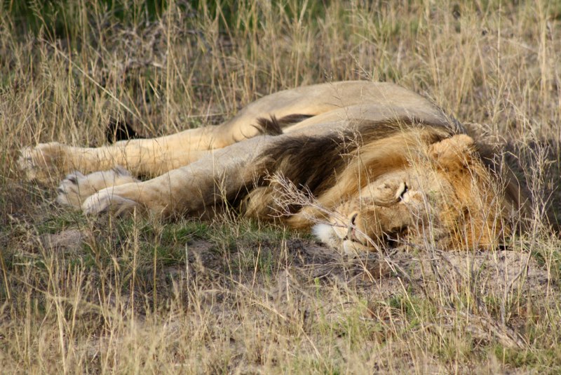sleeping after a hard nights work