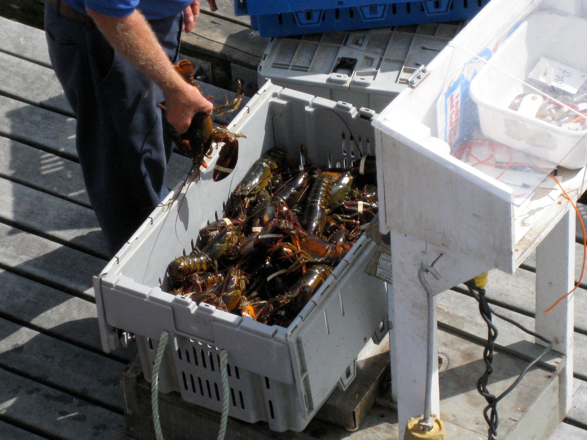 Lobster cages