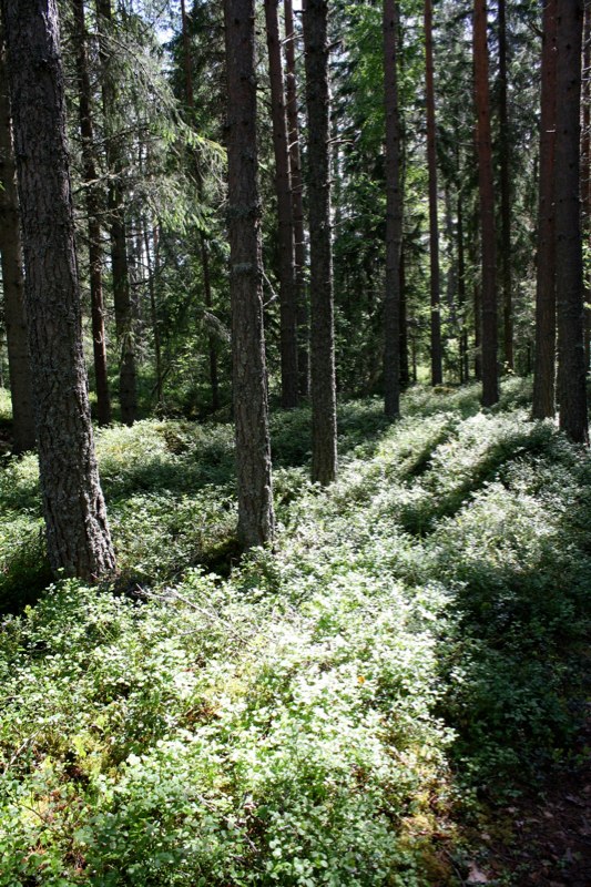 Swedish forest