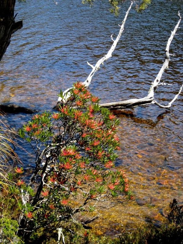 AUS-Tasmania photo 47