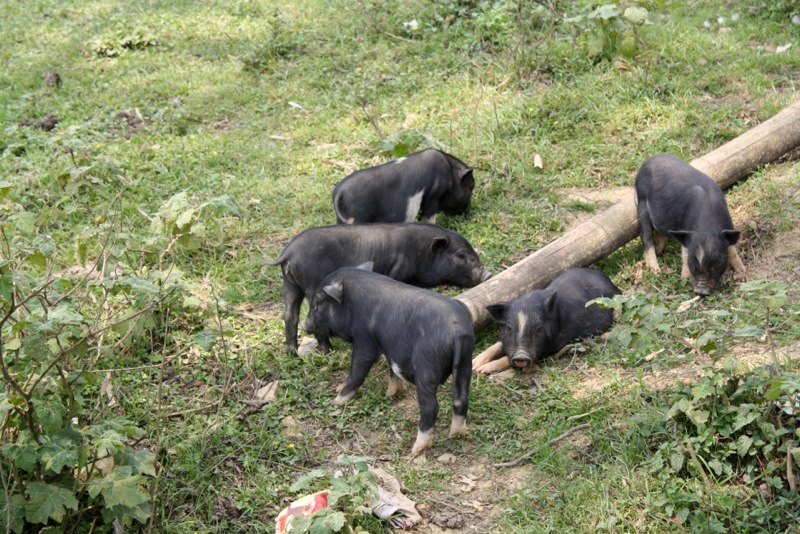 Sapa photo 10