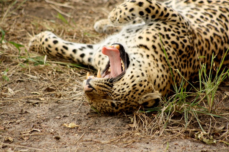 Kruger Park photo 41