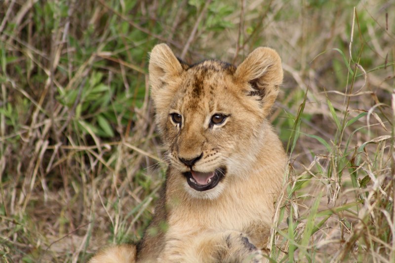 Kruger Park photo 13