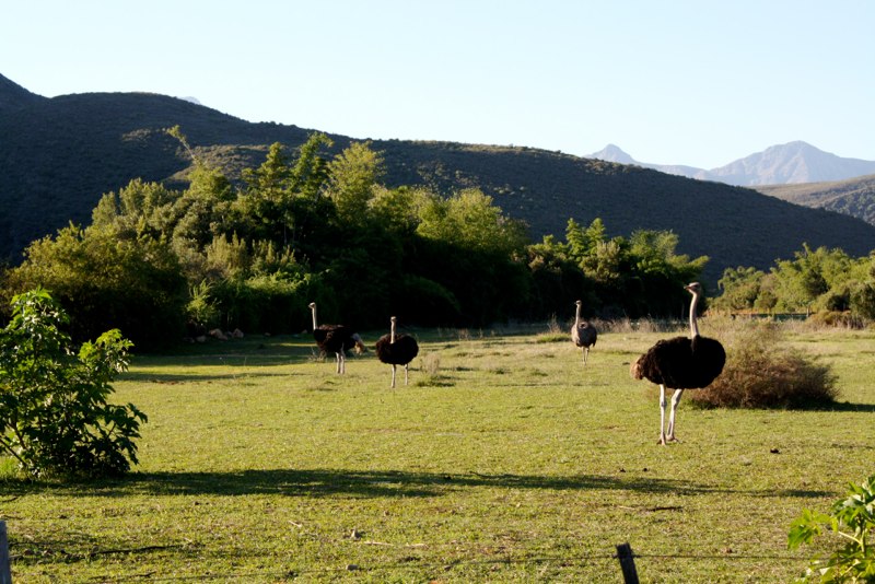 Ostrich in the field
