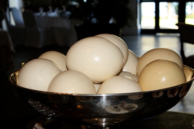 Ostrich eggs