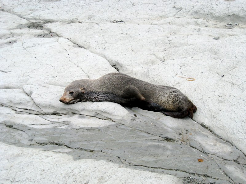 NZ Kaikoura photo 50